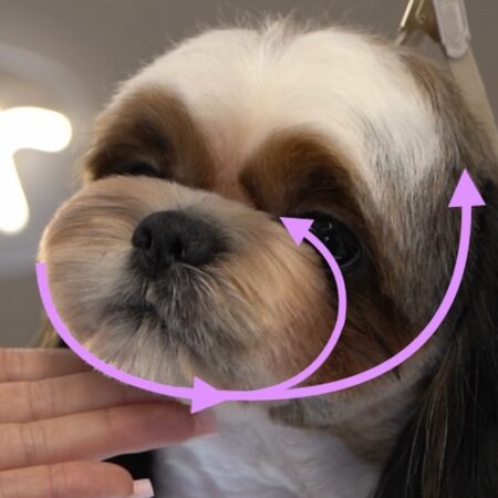 The Round Head - Grooming Course